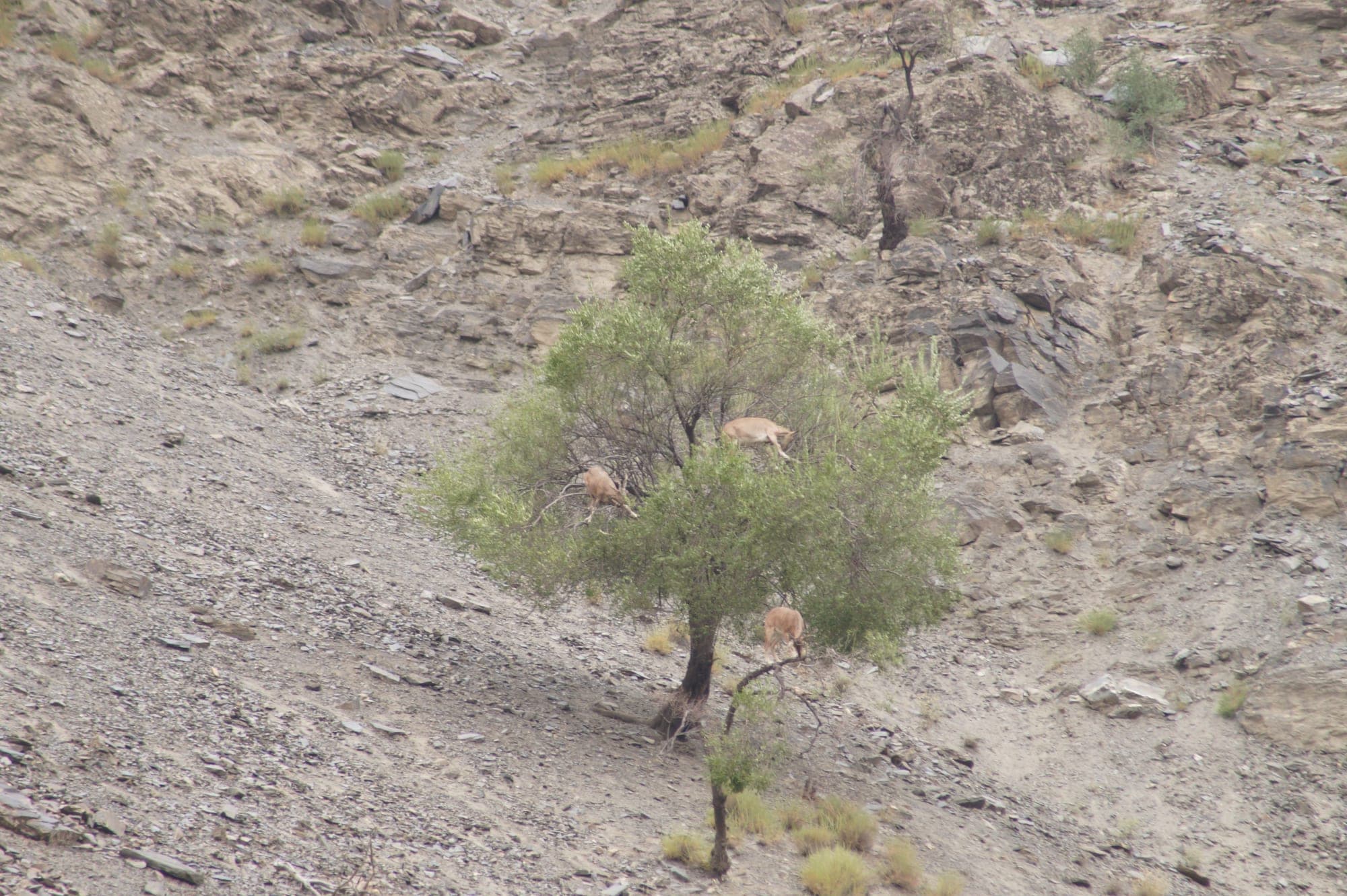 Chitral - Photo 2