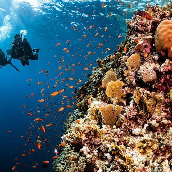 Diving - Photo 3