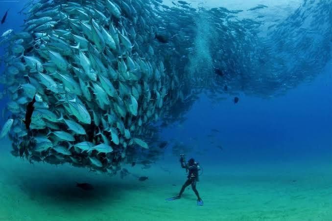 Diving - Photo 4