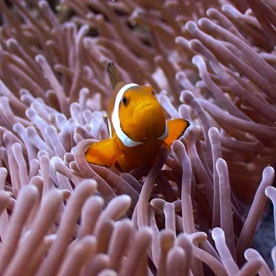 Diving - Photo 5