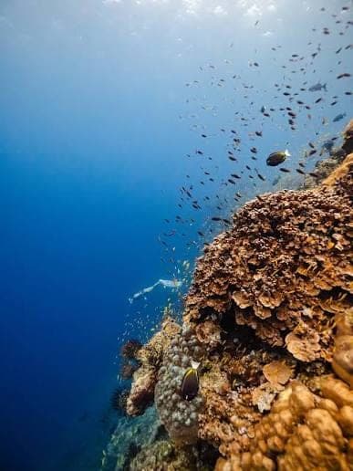 Diving - Photo 7